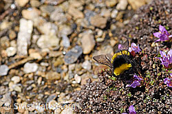 Heide-Erdhummel (Bombus cryptarum) an Gegenblättrigem Steinbrech (Saxifraga oppositifolia) (F170392)