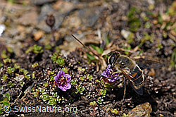 Mistbiene (Eristalis tenax) auf gegenblättrigem Steinbrech (Saxifraga oppositifolia) (F170407)