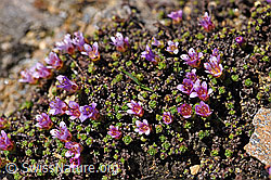 Gegenblättriger Steinbrech (Saxifraga oppositifolia) (F170416)