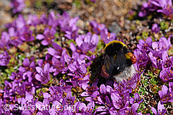 Heide-Erdhummel (Bombus cryptarum) an Gegenblättrigem Steinbrech (Saxifraga oppositifolia) (F170420)