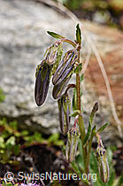 Bärtige Glockenblume (Campanula barbata) (F170625) Bärtige Glockenblume (Campanula barbata) (F170625)