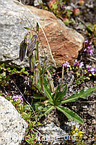 Bärtige Glockenblume (Campanula barbata) (F170626) Bärtige Glockenblume (Campanula barbata) (F170626)