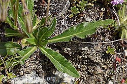 Bärtige Glockenblume (Campanula barbata) (F170627) Bärtige Glockenblume (Campanula barbata) (F170627)