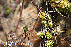 Moosartiger Steinbrech (Saxifraga bryoides) (F170631) Moosartiger Steinbrech (Saxifraga bryoides) (F170631)