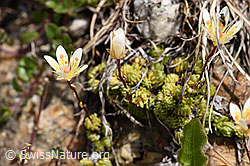 Moosartiger Steinbrech (Saxifraga bryoides) (F170632) Moosartiger Steinbrech (Saxifraga bryoides) (F170632)
