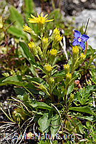Alpen-Goldrute (Solidago virgaurea ssp. minuta) (F170635)