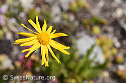 Gämswurz-Greiskraut (Senecio doronicum) (F170636) Gämswurz-Greiskraut (Senecio doronicum) (F170636)