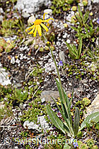 Gämswurz-Greiskraut (Senecio doronicum) (F170640) Gämswurz-Greiskraut (Senecio doronicum) (F170640)