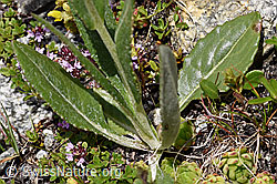 Gämswurz-Greiskraut (Senecio doronicum) (F170641) Gämswurz-Greiskraut (Senecio doronicum) (F170641)