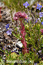 Berg-Hauswurz (Sempervivum montanum) (F170647) Berg-Hauswurz (Sempervivum montanum) (F170647)