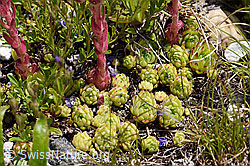 Berg-Hauswurz (Sempervivum montanum) (F170648) Berg-Hauswurz (Sempervivum montanum) (F170648)