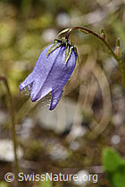 Bärtige Glockenblume (Campanula barbata) (07.2020, F170652)