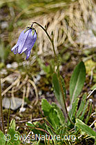 Bärtige Glockenblume (Campanula barbata) (07.2020, F170653)