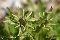 Hieracium intybaceum (F170659)