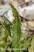 Weissliches Habichtskraut (Hieracium intybaceum) (07.2020, F170661)
