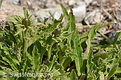 Weissliches Habichtskraut (Hieracium intybaceum) (07.2020, F170662)