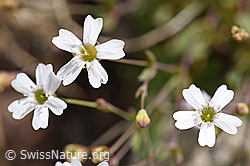 Felsen-Leimkraut (Silene rupestris) (07.2020, F170665)