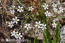 Felsen-Leimkraut (Silene rupestris) (07.2020, F170668)