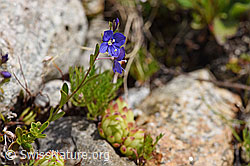 Felsen-Ehrenpreis (Veronica fruticans) (F170669)