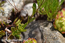 Felsen-Ehrenpreis (Veronica fruticans) (F170673)