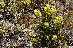 Schmalblättriger Klappertopf (Rhinanthus glacialis) (F170676)