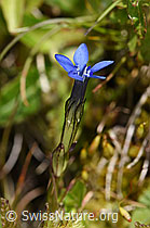Schnee-Enzian (Gentiana nivalis) (07.2020, F170680)