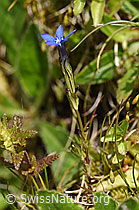 Schnee-Enzian (Gentiana nivalis) (07.2020, F170682)