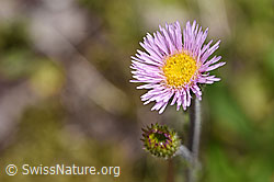 Alpen-Berufkraut (Erigeron alpinus) (F170683) Alpen-Berufkraut (Erigeron alpinus) (F170683)