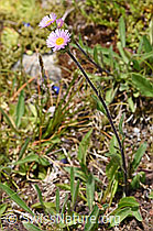 Alpen-Berufkraut (Erigeron alpinus) (F170686) Alpen-Berufkraut (Erigeron alpinus) (F170686)