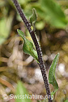 Alpen-Berufkraut (Erigeron alpinus) (F170687) Alpen-Berufkraut (Erigeron alpinus) (F170687)