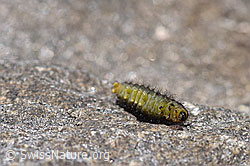 Caterpillar of the Zygaena exulans (F170697)
