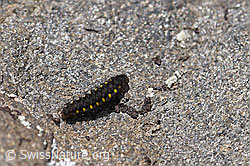 Raupe des Alpen-Widderchens (Zygaena exulans) (07.2020, F170698)