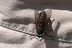 Hybomitra montana (Bremse) (F170703) Hybomitra montana (Bremse) (F170703)