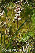 Kleines Wintergrün (Pyrola minor) (F170705)