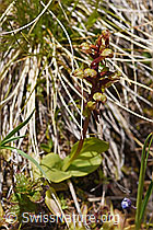 Grüne Hohlzunge (Coeloglossum viride) (07.2020, F170707)