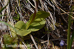 Grüne Hohlzunge (Coeloglossum viride) (07.2020, F170708)