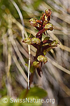 Grüne Hohlzunge (Coeloglossum viride) (07.2020, F170710)