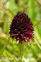Schwarzes Männertreu (Nigritella rhellicani) (F170719)