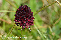 Schwarzes Männertreu (Nigritella rhellicani), Blüte (07.2020, F170720)