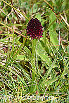 Schwarzes Männertreu (Nigritella rhellicani) (07.2020, F170722)