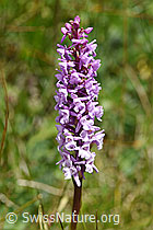 Langspornige Handwurz (Gymnadenia conopsea) (07.2020, F170728)