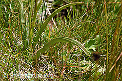 Langspornige Handwurz (Gymnadenia conopsea) (07.2020, F170730)