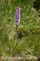 Langspornige Handwurz (Gymnadenia conopsea) (07.2020, F170731)