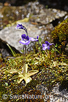 Dünnsporniges Fettblatt (Pinguicula leptoceras) (F170740) Dünnsporniges Fettblatt (Pinguicula leptoceras) (F170740)