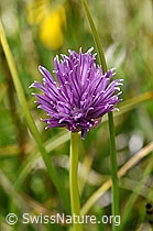 Schnittlauch (Allium schoenoprasum) (F170756) Schnittlauch (Allium schoenoprasum) (F170756)