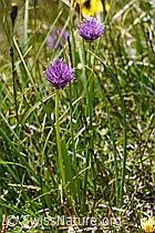 Schnittlauch (Allium schoenoprasum) (F170758) Schnittlauch (Allium schoenoprasum) (F170758)