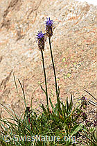 Betonienblättrige Rapunzel (Phyteuma betonicifolium) (07.2020, F170761)