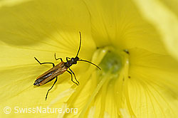 Gemeiner Scheinbockkäfer (Oedemera femorata)