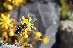 Bewimperter Steinbrech (Saxifraga aizoides)