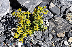 Bewimperter Steinbrech (Saxifraga aizoides) (F171075) Bewimperter Steinbrech (Saxifraga aizoides) (F171075)